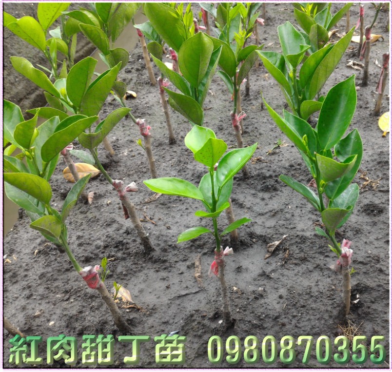 紅肉甜丁苗,森聯茂種苗園,0980-870355,紅肉甜丁樹苗,紅肉甜丁果苗,紅肉甜丁種苗,紅肉甜丁苗買賣,紅肉甜丁苗批發