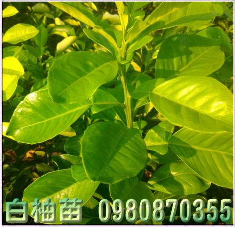 白柚苗,森聯茂種苗園行動版網頁,0980-870355,白柚樹苗,白柚幼苗,白柚果苗,白柚種苗,白柚苗買賣,白柚苗批發