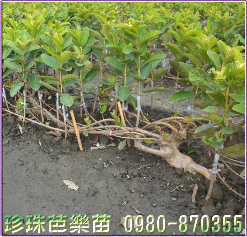 珍珠芭樂苗