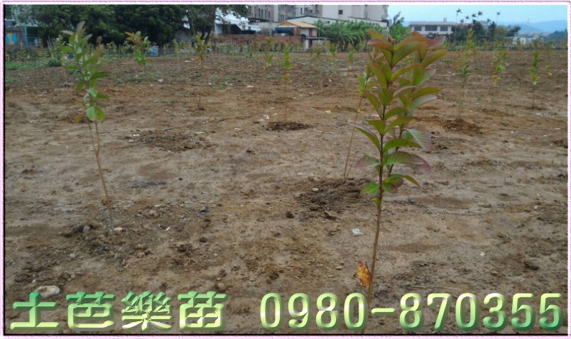 芭樂苗栽種,芭樂苗代種,栽種芭樂苗,代種芭樂苗,土芭樂苗栽種,土芭樂苗代種,栽種土芭樂苗,代種土芭樂苗,土拔樂苗栽種,土拔樂苗代種,栽種土拔樂苗,代種土拔樂苗