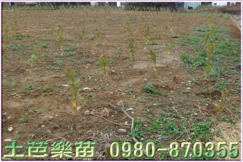 土芭樂苗栽種
