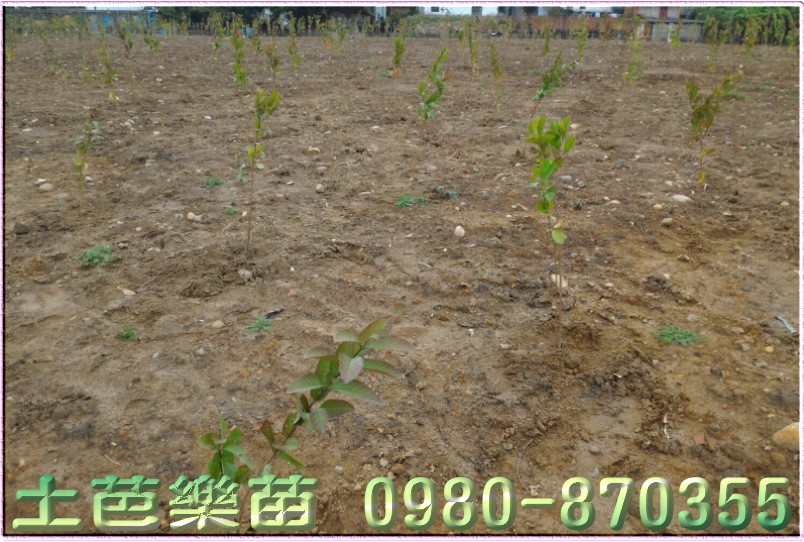 土芭樂苗代種