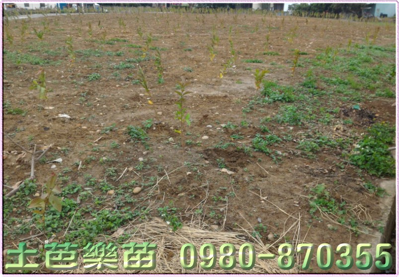 栽種土芭樂苗