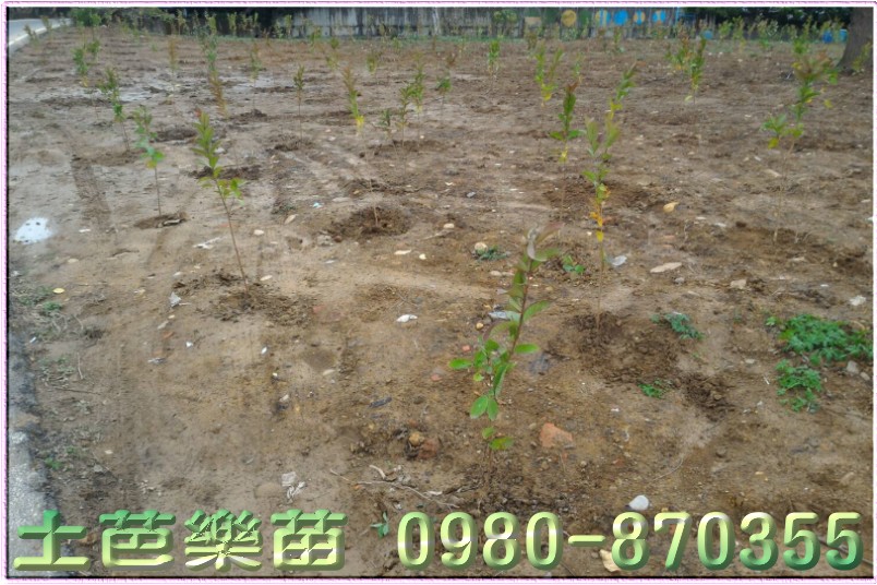 代種土芭樂苗
