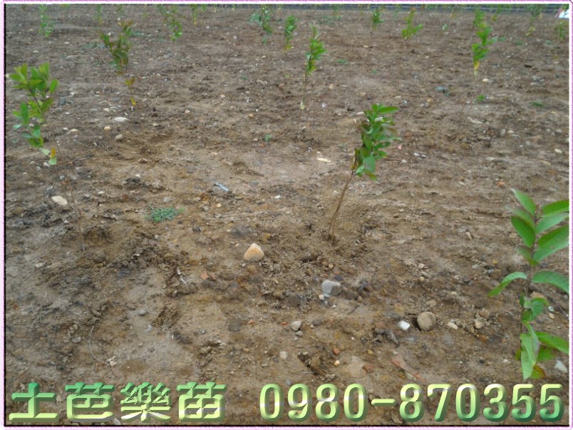 土拔樂苗栽種,土拔樂苗代種,栽種土拔樂苗,代種土拔樂苗