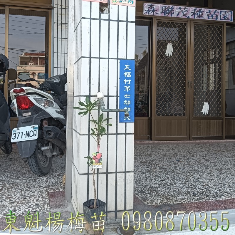 東魁楊梅苗,東魁甜楊梅苗,東魁楊梅樹,楊梅果樹苗