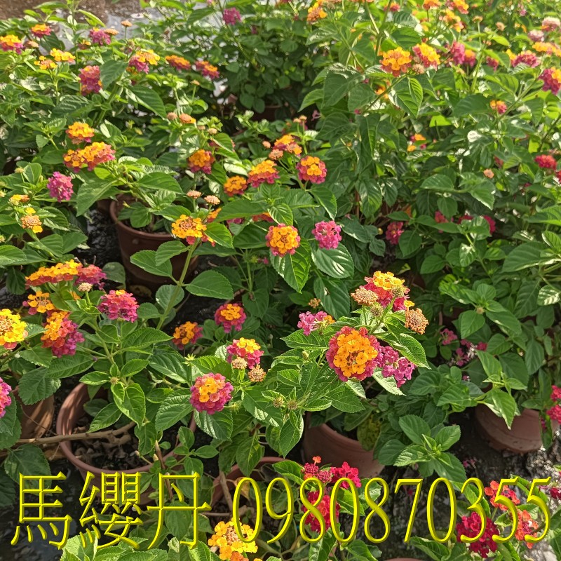 馬纓丹、位於彰化縣永靖鄉,森聯茂果樹苗種苗園,0980870355.專業經營:馬纓丹、盆栽、園藝花卉、水果幼苗、草花、草皮、景觀樹、庭園樹,歡迎光臨批發買賣。