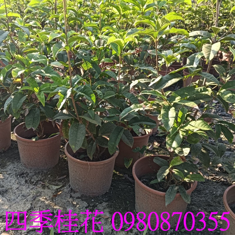 四季桂花盆栽