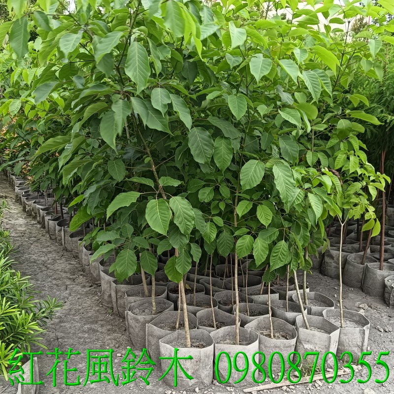 紅花風鈴木、風鈴木、景觀樹,歡迎光臨批發買賣。