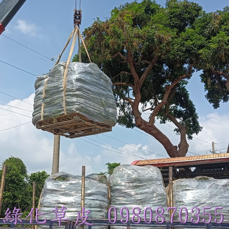 草皮買賣,南投草皮買賣,雲林草皮買賣