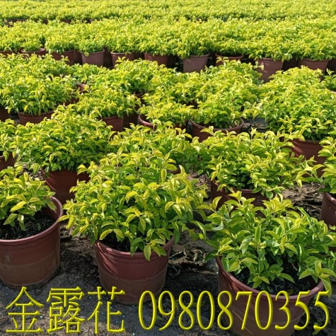 金露花、位於彰化縣永靖鄉,森聯茂果樹苗種苗園,0980870355.專業經營:馬纓丹、盆栽、園藝花卉、水果幼苗、草花、草皮、景觀樹、庭園樹,歡迎光臨批發買賣。
