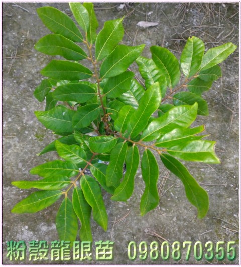 粉殼龍眼苗,0980870355,林聯肯,森聯茂種苗園行動版網頁,粉殼龍眼樹苗,龍眼苗,龍眼樹苗,龍眼果苗,龍眼種苗,粉殼龍眼果苗,粉殼龍眼種苗,粉殼龍眼苗買賣,粉殼龍眼苗批發