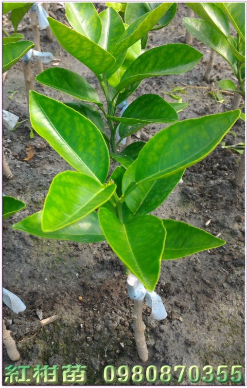 美人柑苗,紅柑苗,0980870355,林聯肯,森聯茂種苗園行動版網頁,美人柑樹苗,明尼桔柚苗,紅柑樹苗,紅柑果苗,紅柑種苗,紅柑苗買賣,紅柑苗批發
