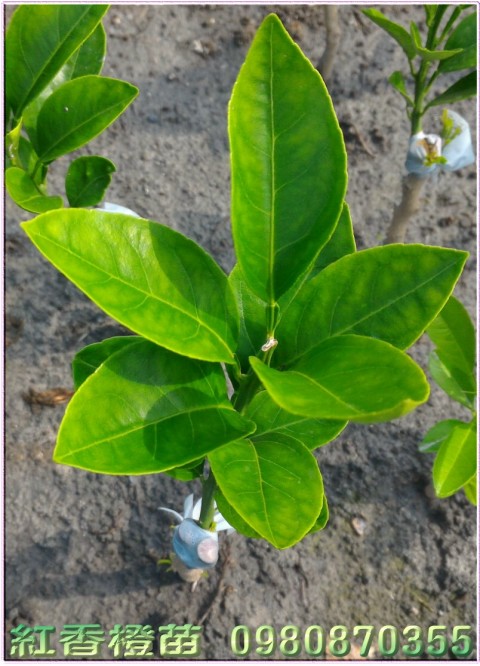紅江橙苗,紅香橙苗,0980870355,林聯肯,森聯茂種苗園行動版網頁,紅江橙樹苗,紅香橙樹苗,紅江橙果苗,紅香橙果苗,紅江橙種苗,紅香橙種苗,紅江橙苗買賣,紅香橙苗批發