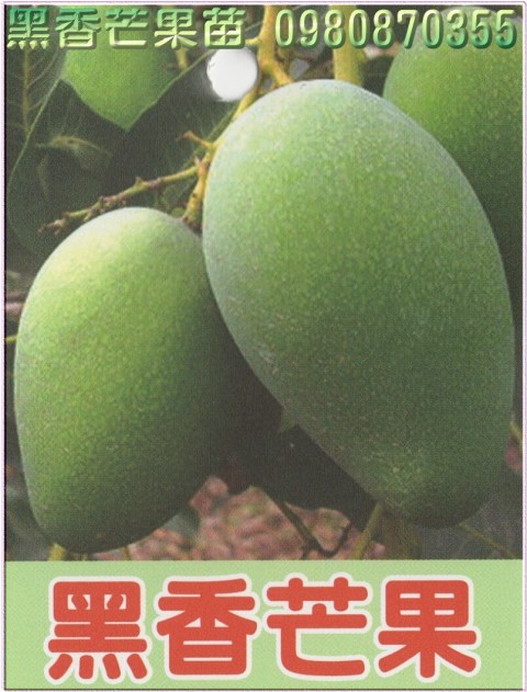 黑香芒果種苗,黑香芒果果苗,芒果樹苗,芒果種苗,芒果果苗,芒果苗買賣,芒果苗批發
