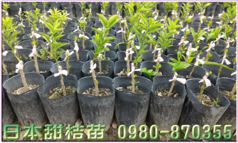 日本甜桔苗
