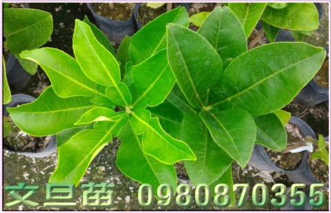 文旦苗,文旦柚苗,0980870355,林聯肯,森聯茂種苗園行動版網頁,文旦柚樹苗,文旦樹苗,文旦柚果苗,文旦果苗,文旦柚種苗,文旦種苗,文旦柚苗買賣,文旦苗批發