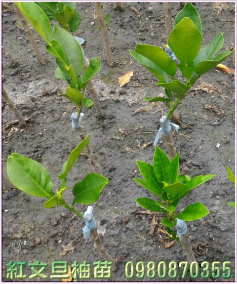 紅文旦柚苗,紅文旦苗,0980870355,林聯肯,森聯茂種苗園行動版網頁,紅文旦柚樹苗,紅文旦樹苗,紅文旦柚果苗,紅文旦果苗,紅文旦柚種苗,紅文旦種苗,紅文旦柚苗買賣,紅文旦苗批發