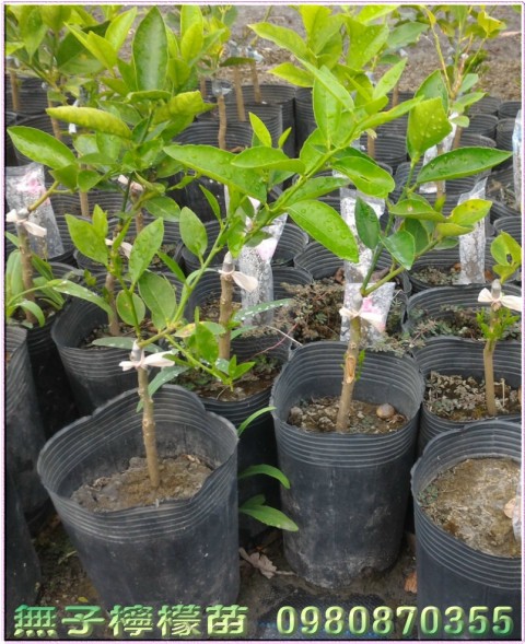 無籽檸檬苗