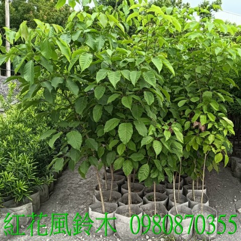 位於彰化縣永靖鄉,森聯茂果樹苗種苗園,0980870355.專業經營:紅花風鈴木、盆栽、風鈴木、水果樹苗、花草、草皮、景觀樹,歡迎光臨批發買賣。