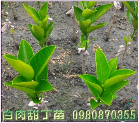 白肉甜丁苗,0980870355,林聯肯,森聯茂種苗園行動版網頁,白肉甜丁樹苗,白肉甜丁果苗,白肉甜丁種苗,白肉甜丁苗買賣,白肉甜丁苗批發
