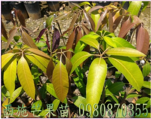 西施芒果種苗