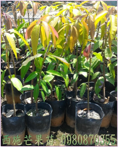 西施芒果苗出售
