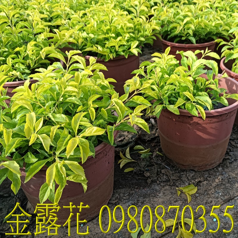 金露花、位於彰化縣永靖鄉,森聯茂果樹苗種苗園,0980870355.專業經營:馬纓丹、盆栽、園藝花卉、水果幼苗、草花、草皮、景觀樹、庭園樹,歡迎光臨批發買賣。