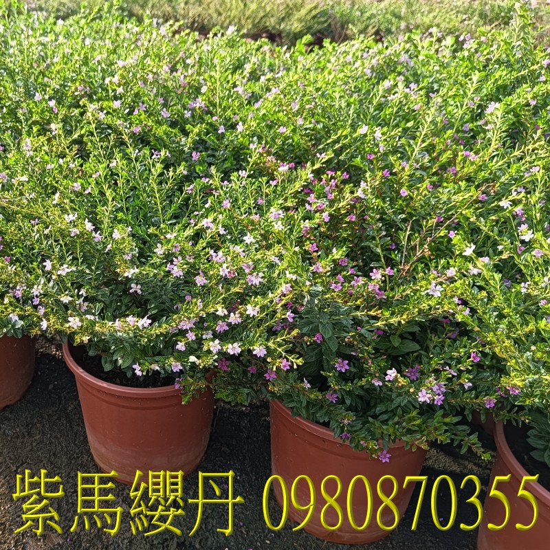 馬纓丹、位於彰化縣永靖鄉,森聯茂果樹苗種苗園,0980870355.專業經營:馬纓丹、盆栽、園藝花卉、水果幼苗、草花、草皮、景觀樹、庭園樹,歡迎光臨批發買賣。