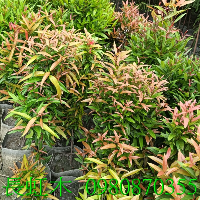 位於彰化縣永靖鄉,森聯茂果樹苗種苗園,0980870355.專業經營:長虹木、盆栽、長紅木、水果樹苗、花草、草皮、景觀樹,歡迎光臨批發買賣。