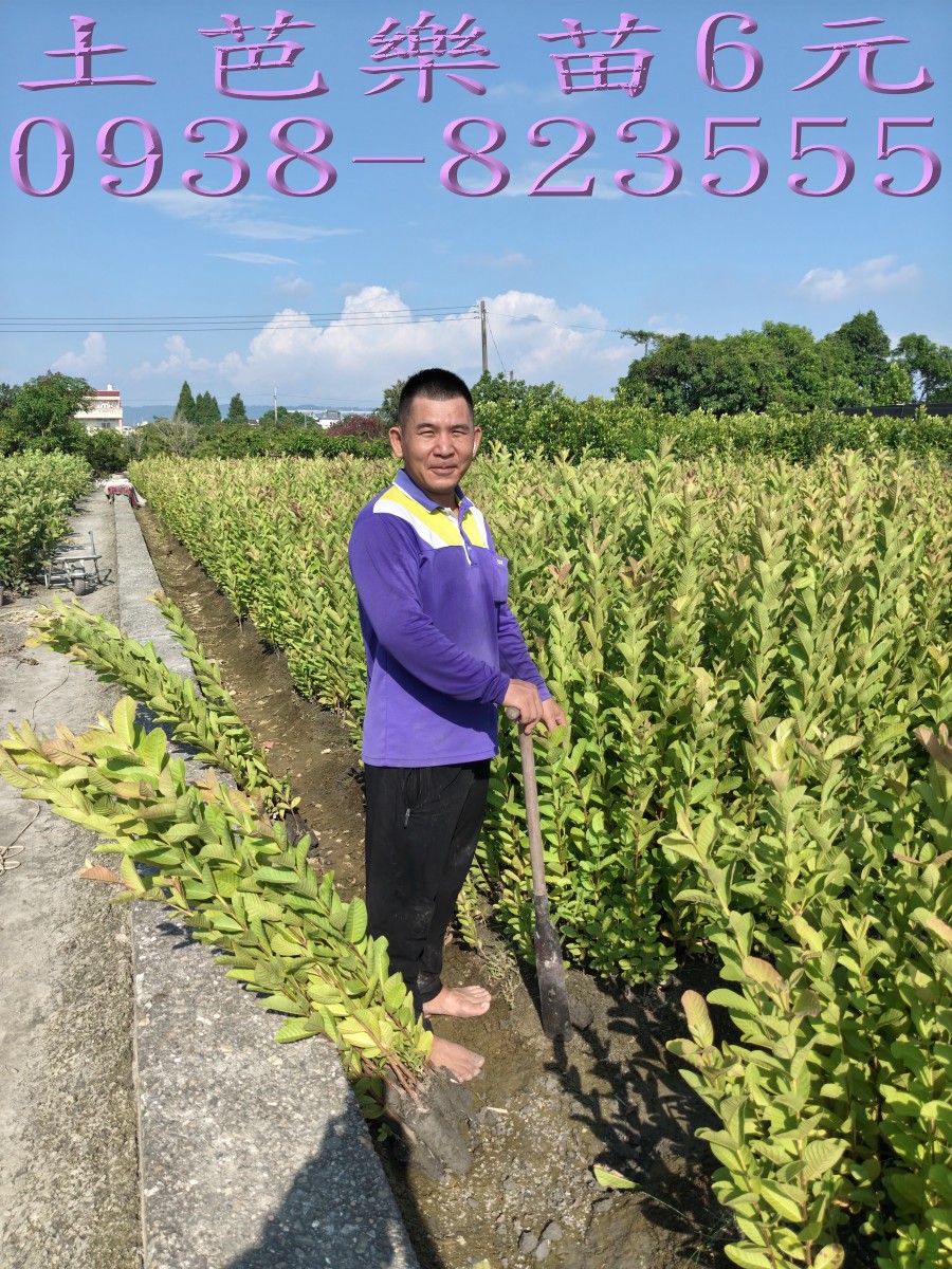 土芭樂苗挖苗作業｜大量出貨服務