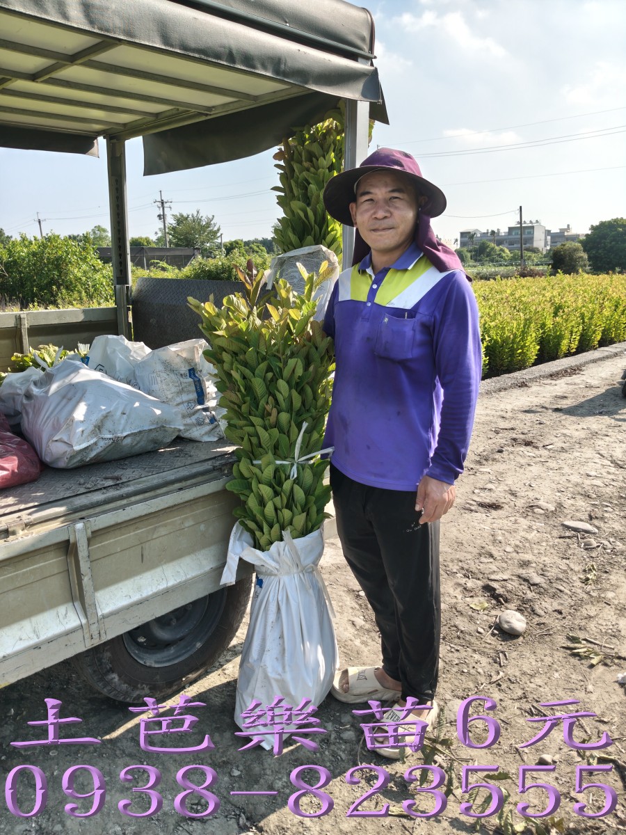 土芭樂苗人工挖苗整理作業