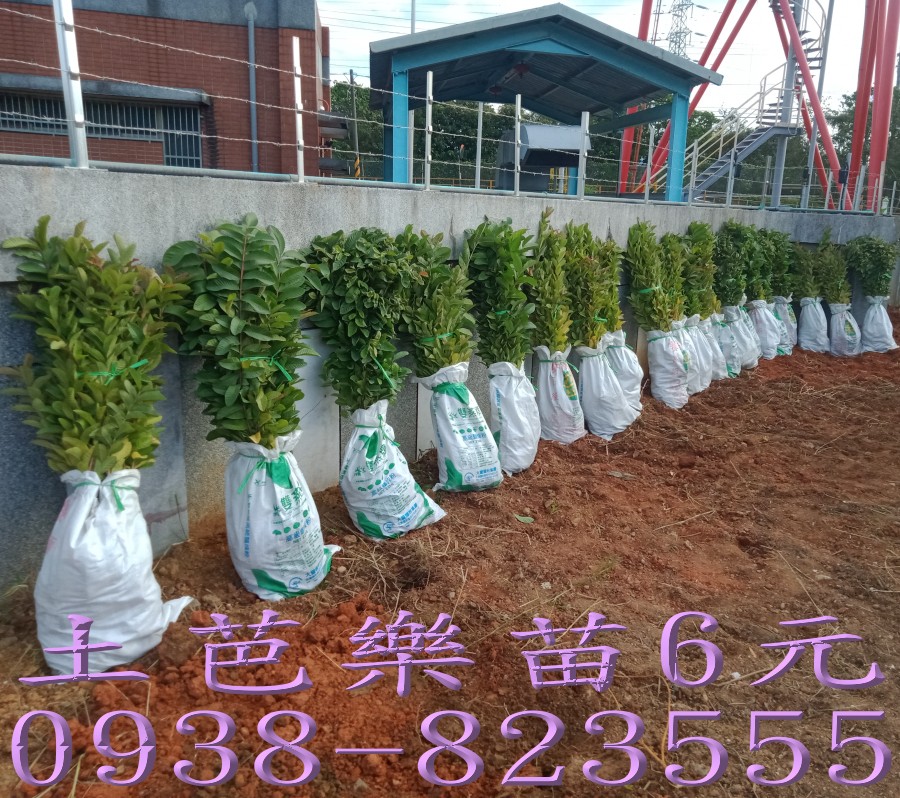 土芭樂苗每株6元｜彰化永靖詹吉紘芭樂果樹苗園