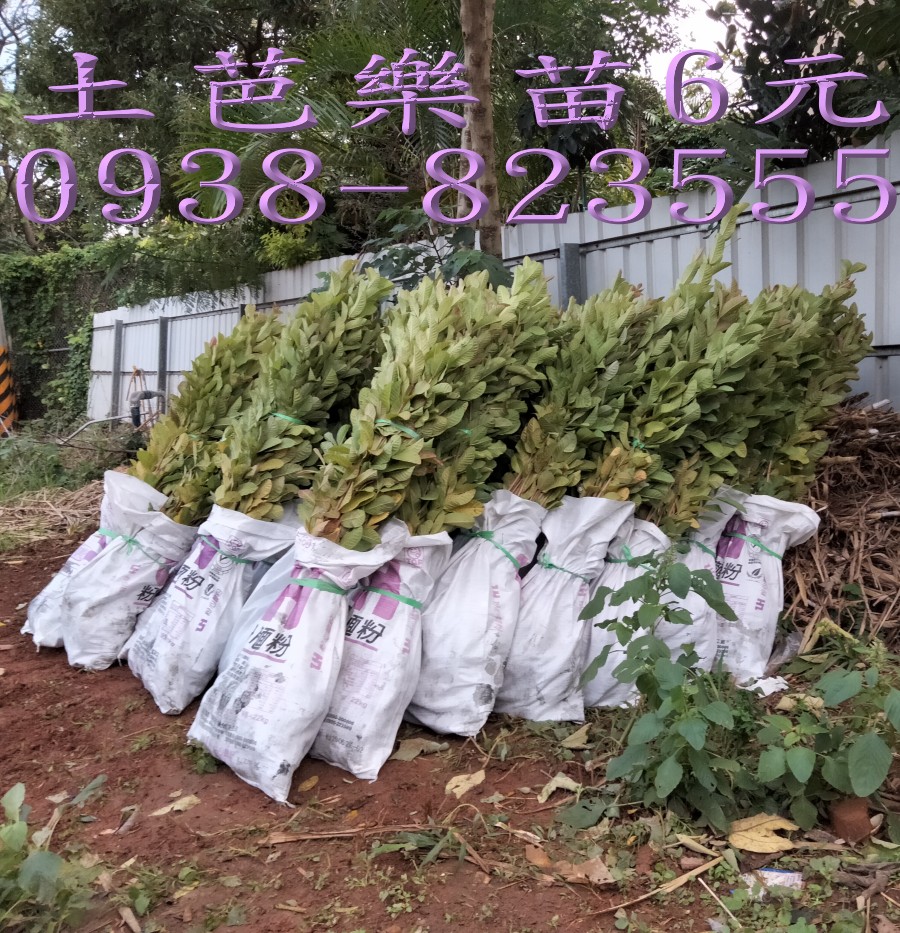 土芭樂苗專業育苗｜大量芭樂苗供應