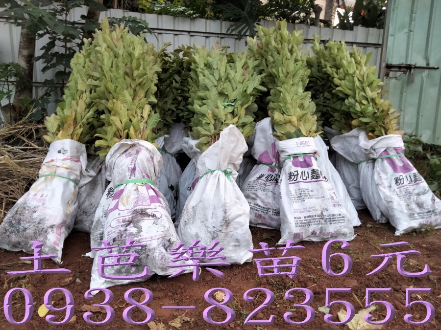 彰化土芭樂苗批發｜果農大量用苗