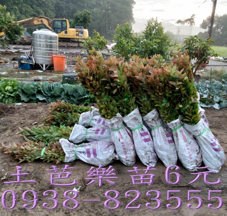 大量土芭樂苗供應｜果園新植用苗