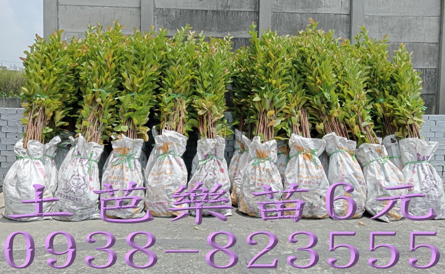 大量土芭樂苗準備裝車出貨