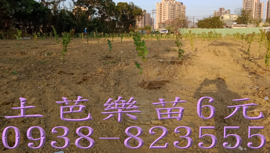 果園大量種植土芭樂苗施工實景