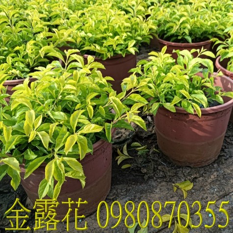 金露花、位於彰化縣永靖鄉,森聯茂果樹苗種苗園,0980870355.專業經營:馬纓丹、盆栽、園藝花卉、水果幼苗、草花、草皮、景觀樹、庭園樹,歡迎光臨批發買賣。