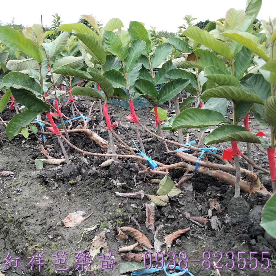 紅祥芭樂苗實際苗況｜紅肉芭樂苗