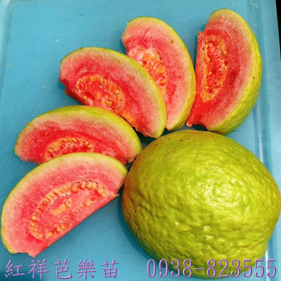 紅祥芭樂果實切面｜紅肉芭樂品種