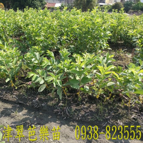 津翠芭樂苗自產自銷｜ 詹吉紘種苗園 彰化永靖。歡迎來電：0938-823555祐祐