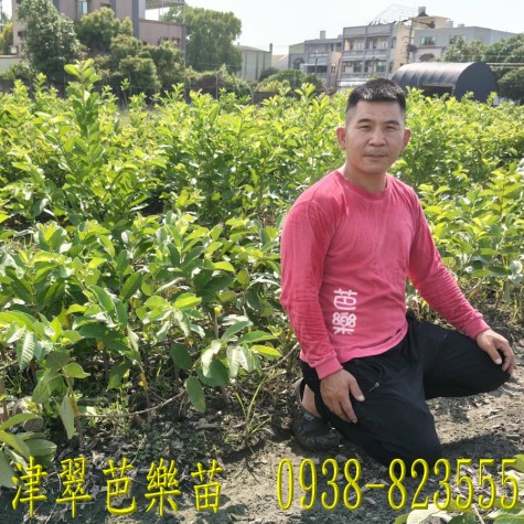 津翠芭樂苗大量供應｜ 詹吉紘種苗園 彰化永靖。歡迎來電：0938-823555祐祐
