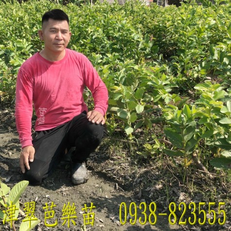津翠芭樂新品種果樹苗｜ 詹吉紘種苗園 彰化永靖。歡迎來電：0938-823555祐祐