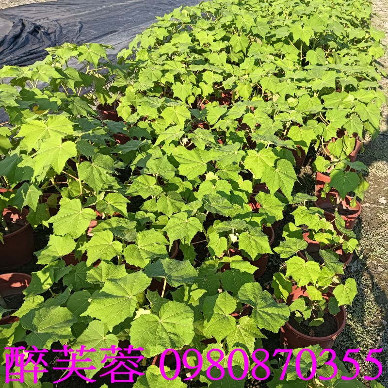 木芙蓉