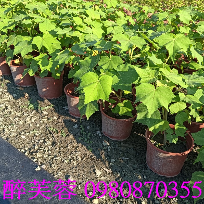 芙蓉花、花草