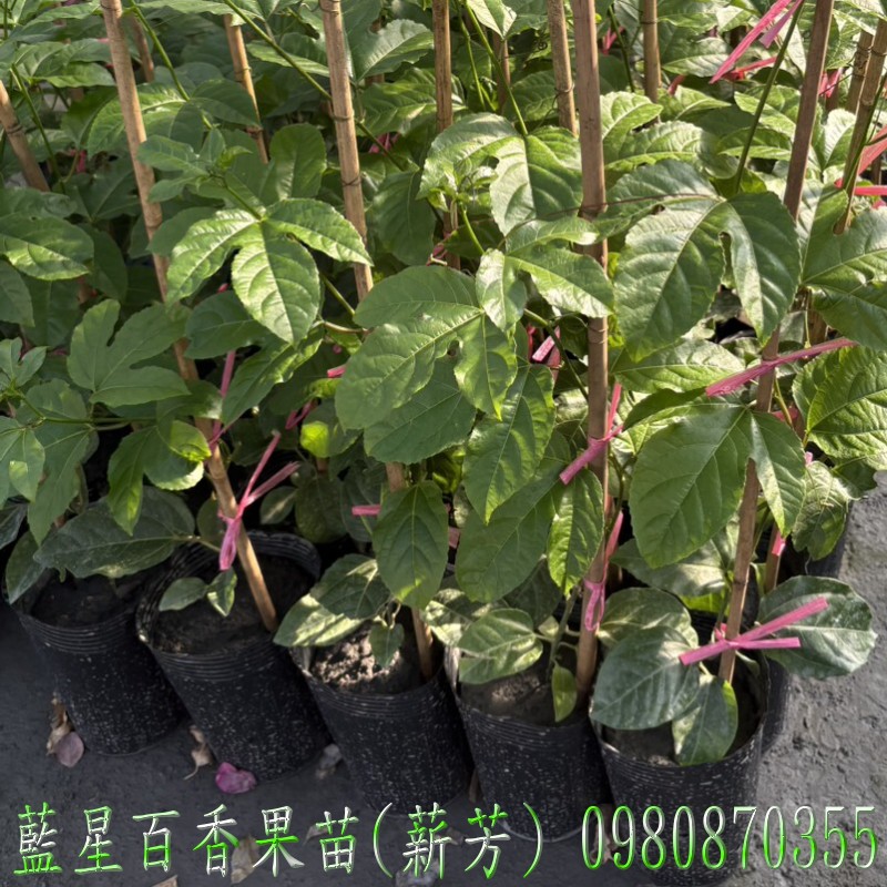 藍星百香果苗,藍星百香果嫁接苗,百香果苗,百香果嫁接苗,藍星百香果苗買賣,藍星百香果苗批發
