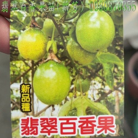 翡翠百香果苗,翡翠百香果嫁接苗,百香果苗,百香果嫁接苗,翡翠百香果苗買賣,翡翠百香果苗批發