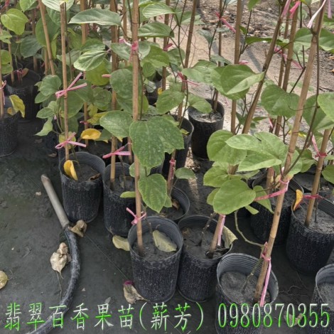 翡翠百香果苗,翡翠百香果嫁接苗,百香果苗,百香果嫁接苗,翡翠百香果苗買賣,翡翠百香果苗批發