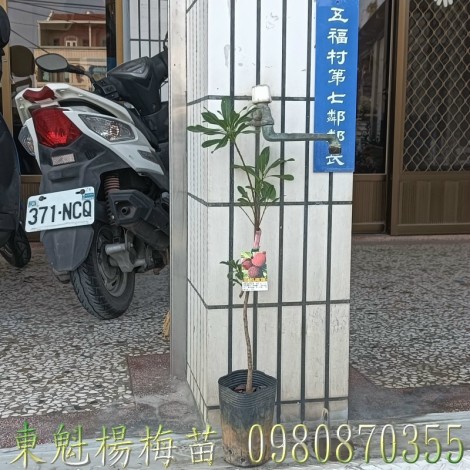 東魁楊梅苗、位於彰化縣永靖鄉,森聯茂果樹苗種苗園,0980870355.專業經營:東魁楊梅苗,東魁甜楊梅苗,東魁楊梅樹,楊梅果樹苗,歡迎光臨批發買賣。